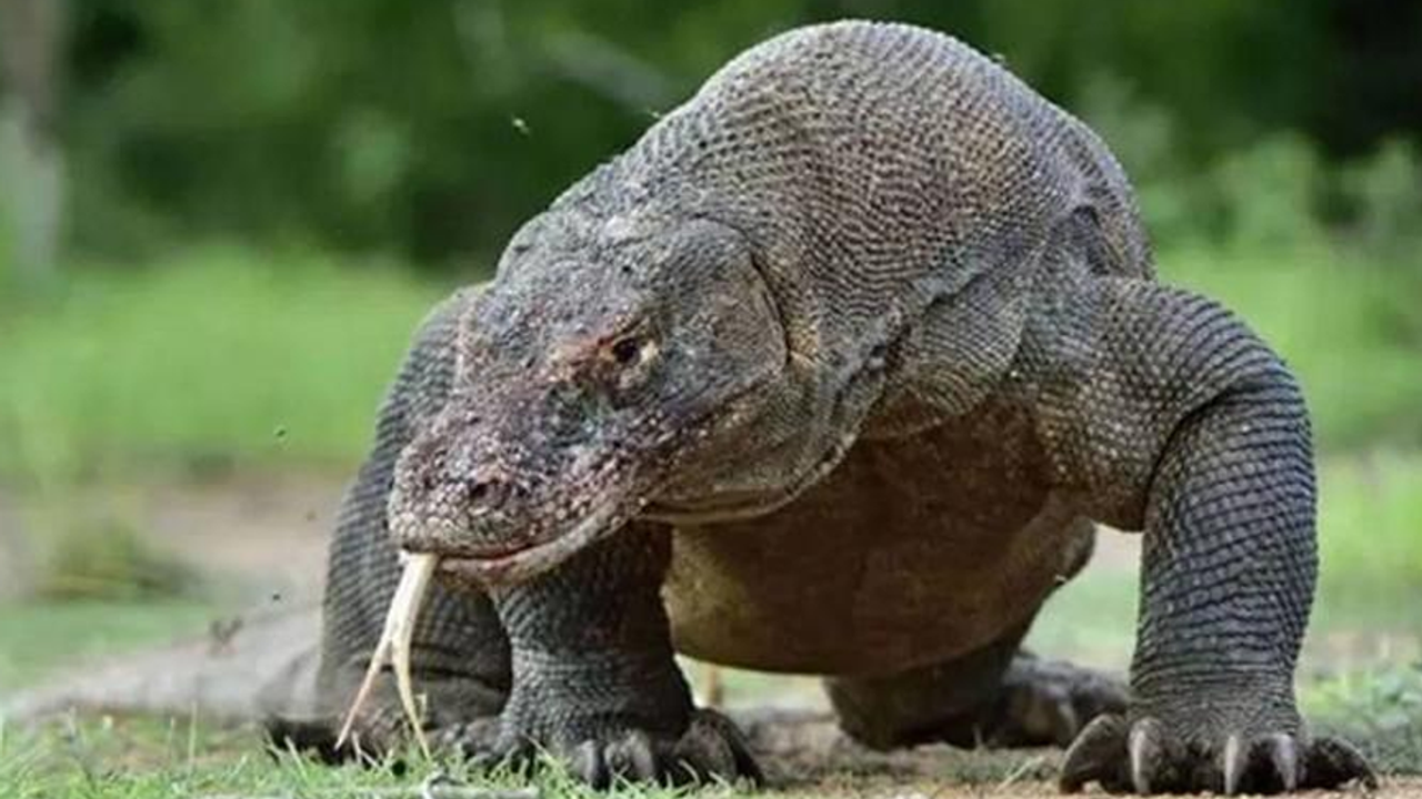 Ege'de Komodo Ejderi Paniği! Komodo Ejderi Nedir? Gerçekten Ege'de Komodo Ejderi Var mı?
