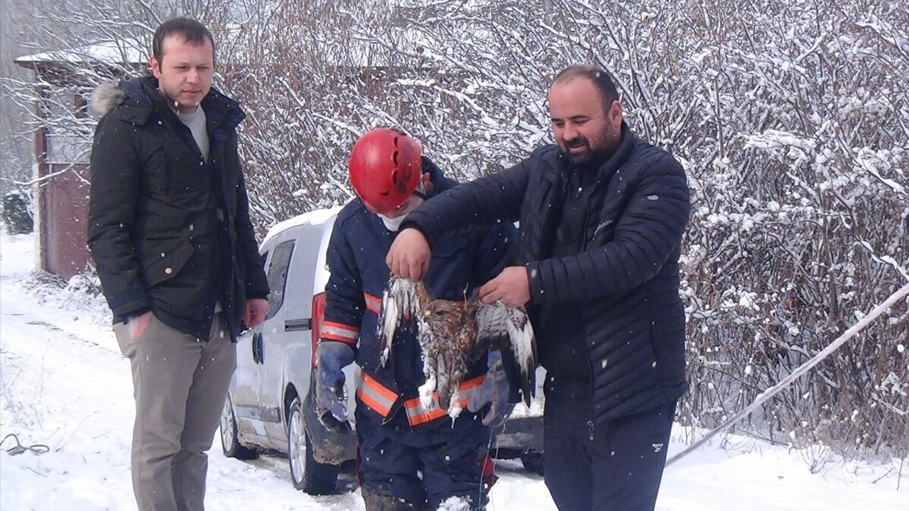 Sakarya'da dere yatağına düşen yaralı atmaca kurtarıldı