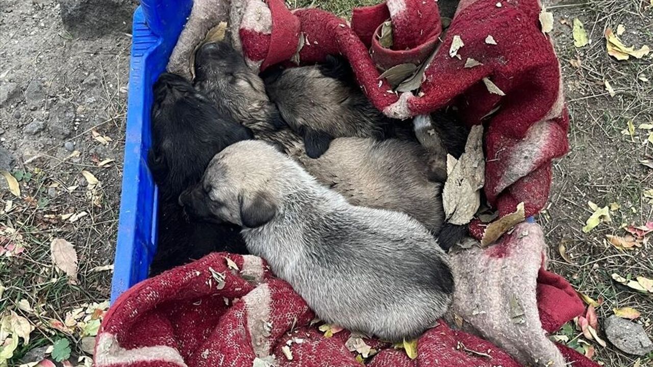 Tokat'ta yangın: Evin bahçesindeki köpek yavrularını itfaiye kurtardı