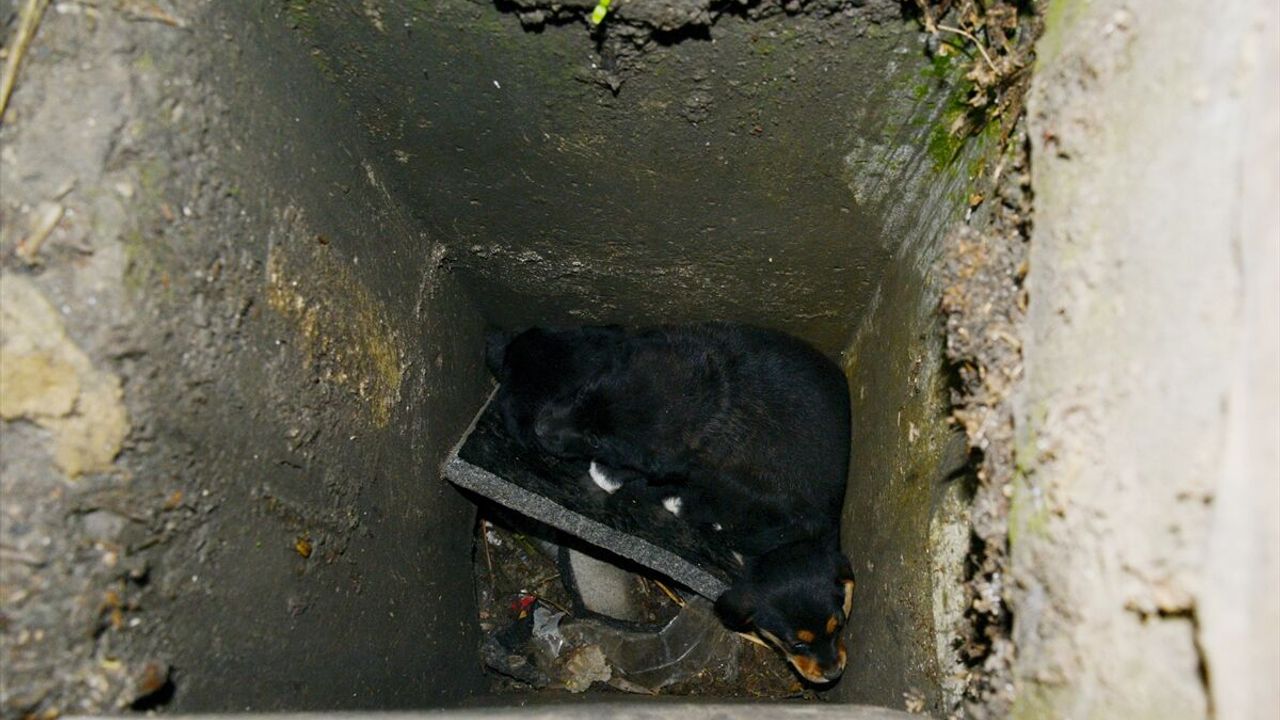 Manisa'da su kanalına düşen 3 yavru köpek kurtarıldı