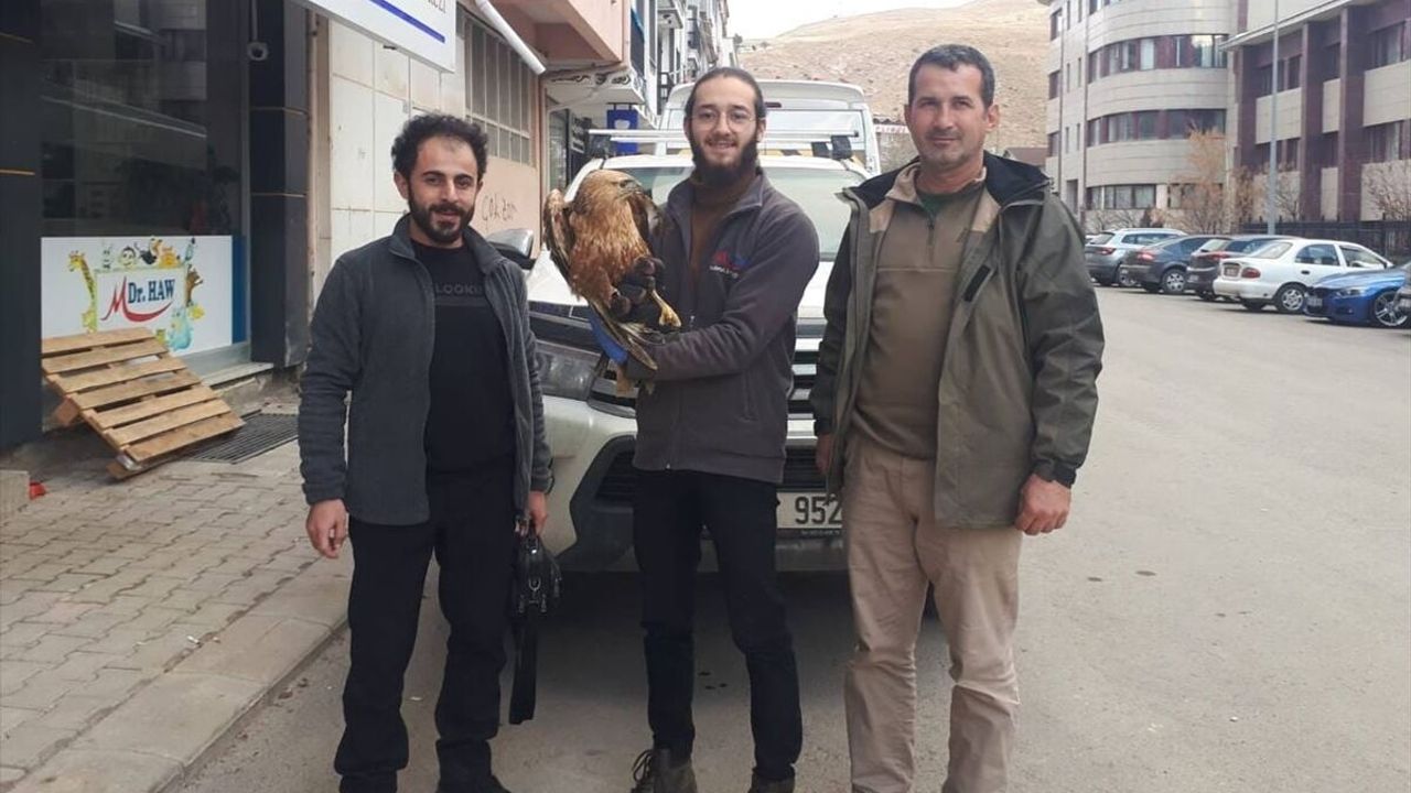 Bayburt ve Bingöl'de yaralı bulunan kukumav ve şahin Erzurum'da tedavi altına alındı