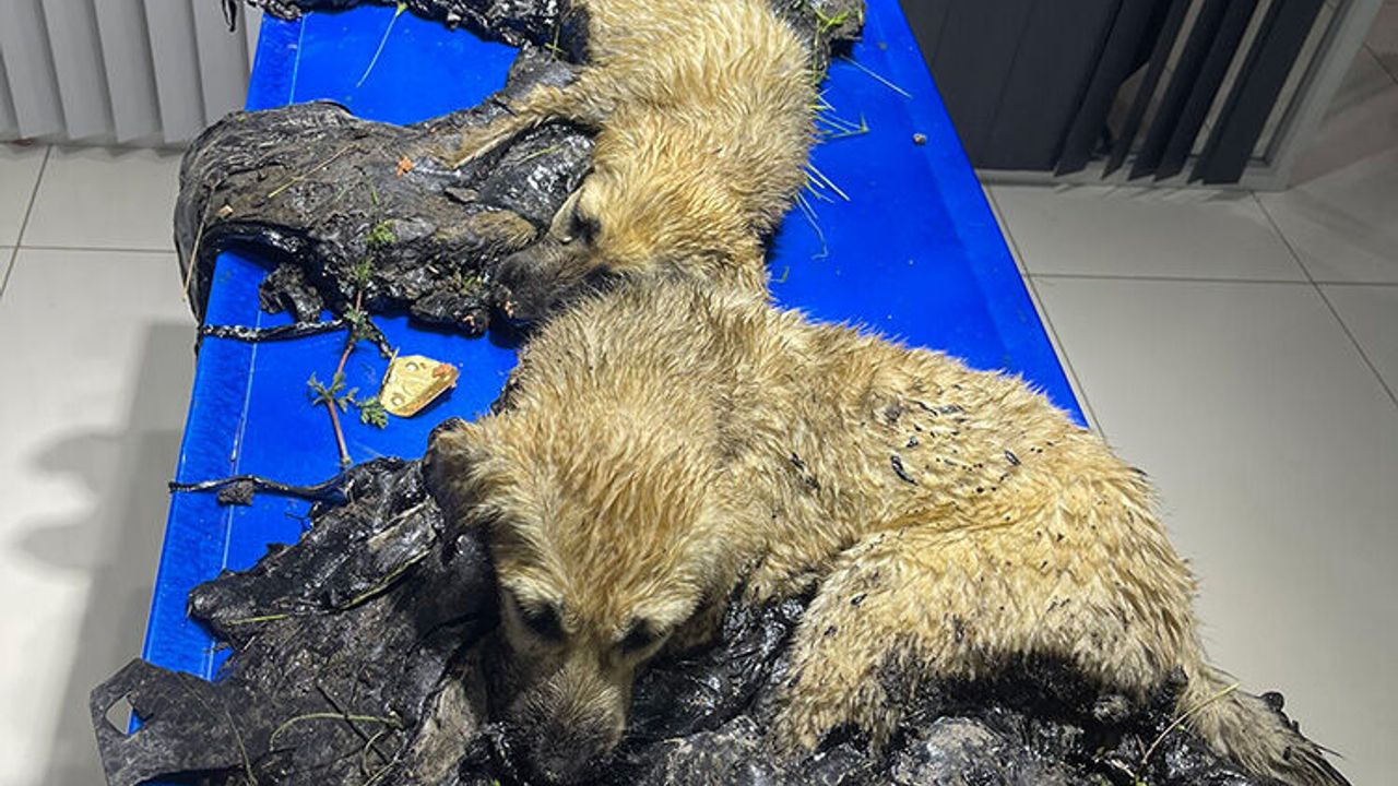 Kayseri'de zifte yapışan yavru köpekler kurtarıldı