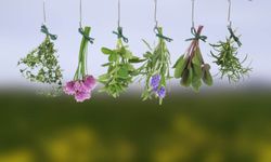 Fitoterapi nedir, nasıl uygulanır?