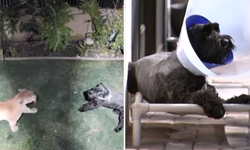 Bu da oldu! Dağ aslanı kamera önünde köpeğe saldırdı!
