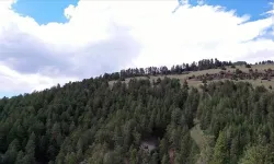 Eskişehir'de ormanlara girişler yasaklandı