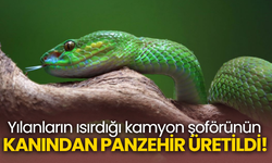Yılanların ısırdığı kamyon şoförünün kanından panzehir üretildi!