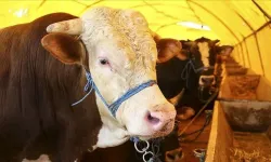 Kurban Bayramı’nda 3 milyondan fazla kurbanlık satıldı