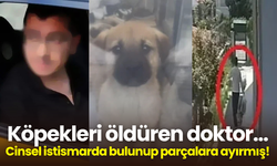 Köpekleri öldüren doktor… Cinsel istismarda bulunup parçalara ayırmış!