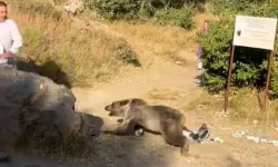 Kucağında Bebeğiyle Ayının Hedefi Oldu!