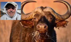 Avcı Av Oldu: 1,5 Tonluk Buffalo, Watkins’i Öldürdü