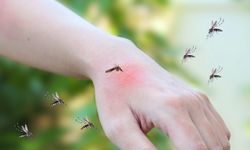 Chikungunya Virüsü Çin’i Sardı: Foshan’da Vaka Patlaması