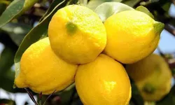 Pazarcılar Dertli: Limon Artık Düğünlerde Takılacak Kıymette