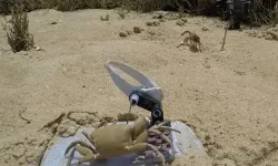 Robot Yengeç Doğada Kabul Görmedi!