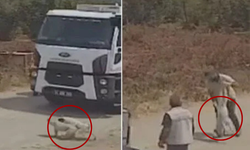Oyun Oynayan İki Köpek Çöp Kamyonunun Altında Kaldı!