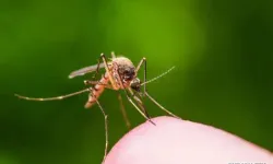 Çin’de Chikungunya Vakaları Patladı: Halk Sağlığı Acil Durumu İlan Edildi!