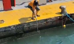 Bodrum’da Tepki Çeken Av! Koruma Altındaki Balığı Zıpkınladı
