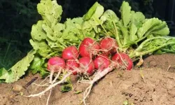 Turp Yerken İki Kere Düşünün! Yedikçe Mikroplastik Alıyorsunuz