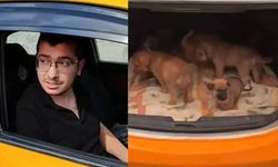 Köpekleri Katleden Doktora  'Sabıkası Yok' İndirimi!