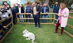 İstanbul'da villada ele geçirilen, doğada nadir bulunan "beyaz kaplan" Gaziantep'e getirildi