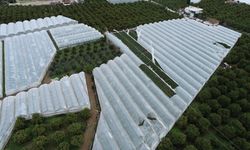 TARSİM'den sera üreticilerine 165 milyon TL hasar ödemesi