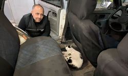 Servis aracını doğum yapan kedi ve yavrularına tahsis etti