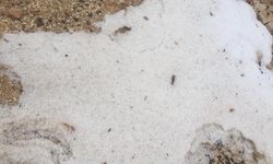 Konya'da ekili alanlar sular altında kaldı