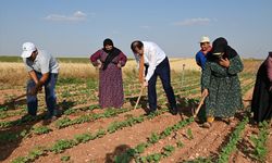 Şanlıurfa Valisi Ayhan, işçilerle pamuk tarlasını çapaladı