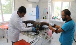 Sakarya'da saçmayla yaralanan kara akbaba tedavi edildi