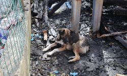 Yangında 5 yavrusunu kaybeden köpek yanan evin enkazından ayrılmıyor