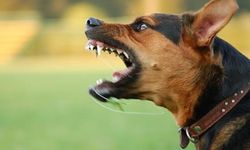 Sakarya'da sahipsiz köpek saldırısı: 1 çocuk yaralandı