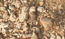 Tunceli'de doğada nadir görülen "bozkır keleri" görüntülendi