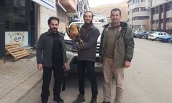 Bayburt ve Bingöl'de yaralı bulunan kukumav ve şahin Erzurum'da tedavi altına alındı