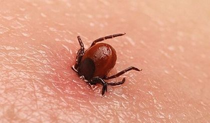 Sivas'ta Kene Can Aldı