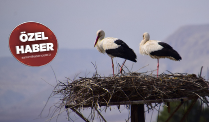 Milli leyleğimiz Çınar, eşine kavuştu