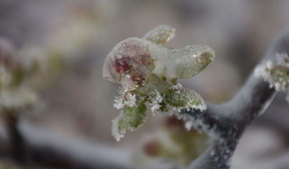 Zirai don uyarısı sürüyor