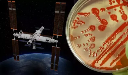 Uzayda yeni bir bakteri türü keşfedildi