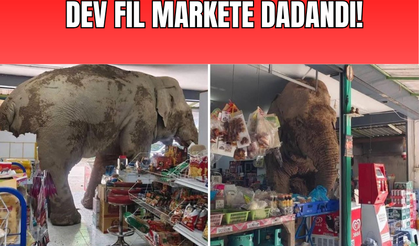Tayland'da dev fil markete dadandı!