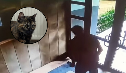 Başakşehir'de Yine Bir Kedi Vahşice Katledildi: Cani Yakalandı