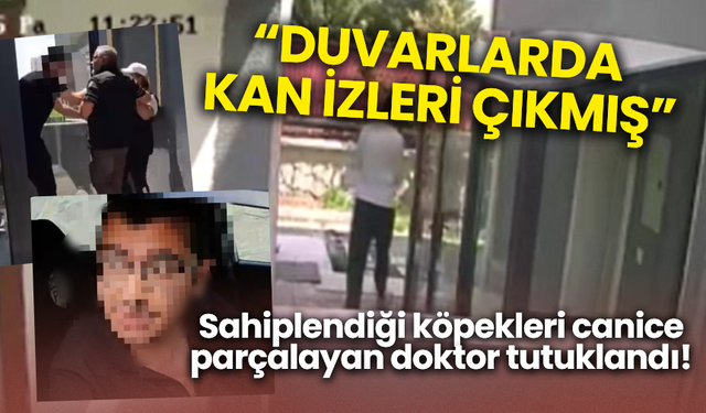 Sahiplendiği köpekleri canice parçalayan doktor tutuklandı!