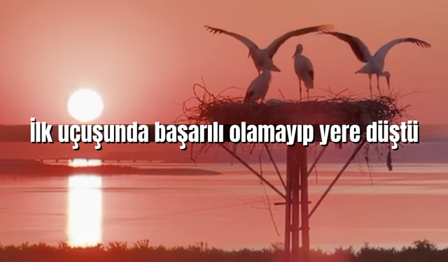 Yaralı leylek koruma altına alındı