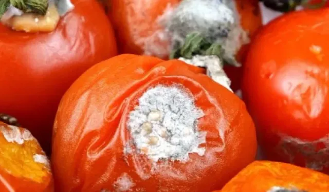 Çürümüş domatesleri çöpe atmayın! İşte evde değerlendirme yolları...