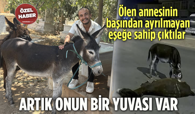 Ölen Annesinin Başından Ayrılmayan Eşeğe Sahip Çıktılar! Artık Onun Bir Yuvası Var