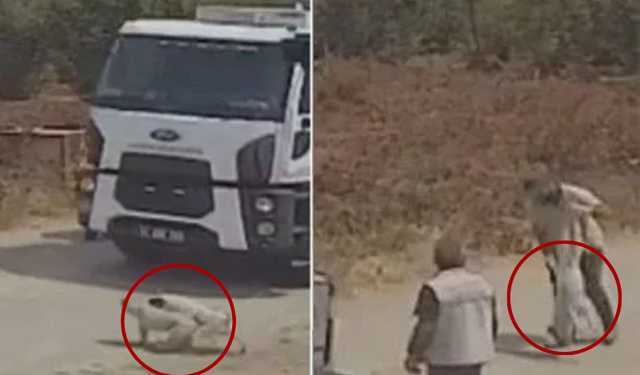 Oyun Oynayan İki Köpek Çöp Kamyonunun Altında Kaldı!