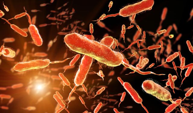 Sağlık Bakanlığından “Vibrio” Açıklaması