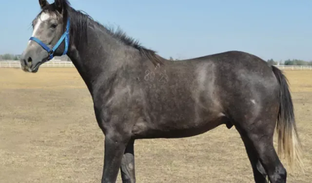 Şok Rakam! “Torlak” İsimli Arap Tayı Rekor Fiyatla Satıldı