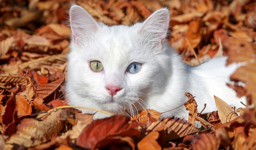 Uluslararası Kedi Günü, dünya genelinde kedilerin zorlu yaşam koşullarını iyileştirmek ve içinde bulundukları duruma ilişkin farkındalık oluşturmayı amaçlıyor. Tercih ve seçim şansı olmayan sokaklarda yaşayan kediler yiyecek ve su bulmanın zorluklarıyla karşı karşıya kalırken, şiddet ve hastalıklarla da başa çıkmaya çalışıyor. Bu sebeple Uluslararası Kedi Günü, insanların ve kedilerin paylaştığı dostluğu kutlamanın yanı sıra onların yaşamlarına katkı sunacak çözümleri üreterek insanların bu konuda bilinçlenmesini sağlamak için önemli bir fırsat sunuyor. Van Yüzüncü Yıl Üniversitesi (YYÜ) Van Kedisi Araştırma ve Uygulama Merkezi'nce "Kedi Villası"nda koruma altına alınan kardeş kediler "Su ve "Başak", 2-3 Kasım'sa İstanbul'da gerçekleştirilen "7. Uluslararası Evcil Hayvan Ürün Malzeme ve Aksesuar Tedarikçileri Fuarı" kapsamında düzenlenen "Uluslararası Mutlu Kediler Yarışması"nda podyuma çıktı. Bir çok ülkeden 200 kedi ırkının katıldığı yarışmada "Su" isimli Van kedisi, jürilerden en yüksek puanı alarak birinci oldu.
