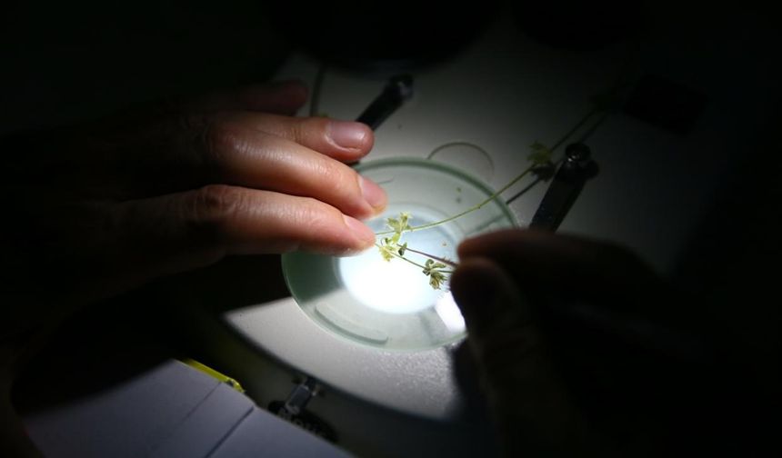 Prof. Dr. Yıldırım, Çuhacıoğlu ile yaptığı araştırmalar sonucunda, kekik, ada çayı, reyhan, biberiye gibi bitkilerin de dahil olduğu ballıbabagiller (Lamiaceae) familyasından olan türün, literatürde kaydının olmadığını belirledi.
