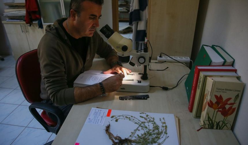 Bitkiye İzmir`e atfen "Efeçayı" adı verildi. Bitkinin bilimsel ismi ise keşfi yapan Cem Çuhacıoğlu`na atıfla "Stachys cuhacioglui" oldu.