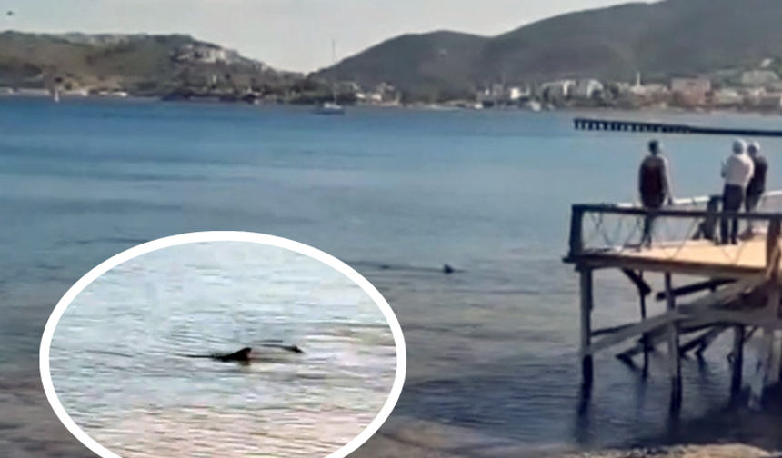 Türkiye sahillerinde görülen köpek balığı tedirgin etti!