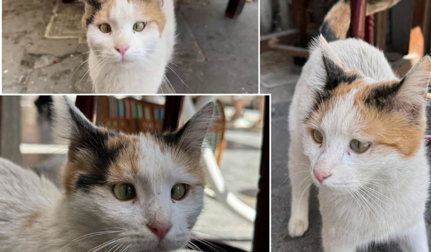 Diyarbakır'ın sevimli kedisi 'şaşo'